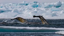 Narwhal, tail above surface