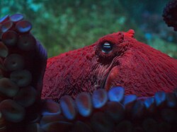 Giant Pacific octopus, monterey bay aquarium