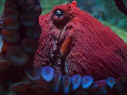 Giant Pacific octopus, monterey bay aquarium