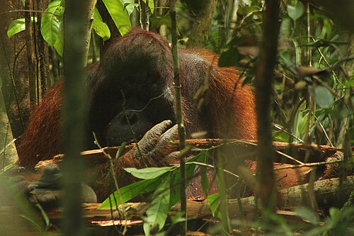 Orangutan, kalimantan