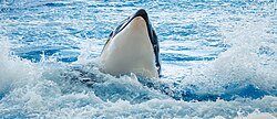 Orca (Orcinus orca), loro parque