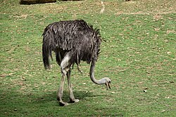 Ostrich (Struthio camelus), autruche d afrique