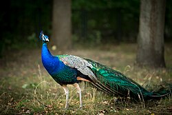 Indian peafowl
