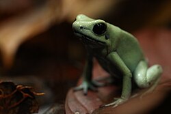 Golden poison frog