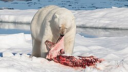 Polar bear, with its prey