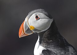 Atlantic puffin (Fratercula arctica)