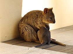 Quokka (Setonix brachyurus), joey rottnest bakery july