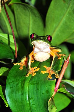 Red-eyed tree frog, red eyed leaf