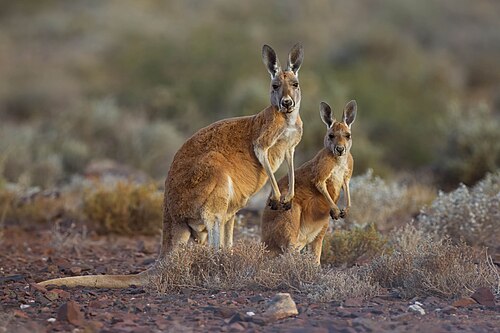 Red kangaroo (Osphranter rufus), sturt national park nsw