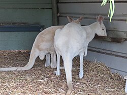 Red kangaroo, macropus australian wildlife park albany april