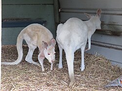 Red kangaroo, macropus australian wildlife park albany april