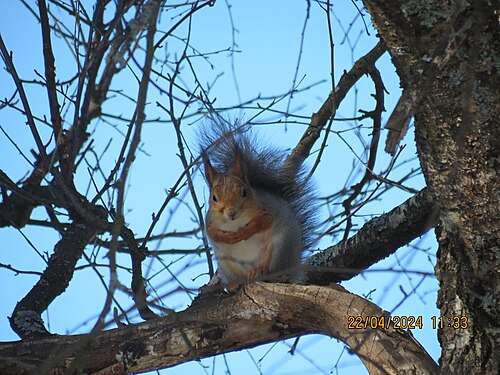 Red squirrel (Sciurus vulgaris), sitting birch branch