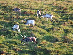 Reindeer, magerøya along e69 norway
