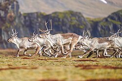 Reindeer, herd running southern iceland giles laurent