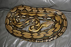 Reticulated python, mp1