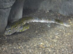Reticulated python, burgers zoo rimba