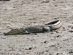 Saltwater crocodile