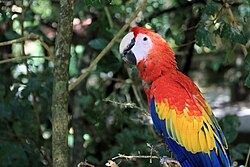 Scarlet macaw, roatan honduras