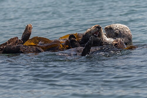 Sea otter, raft about