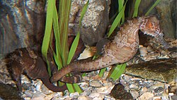 Lined seahorse, aquarium