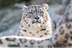 Snow leopard, behind another