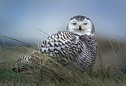 Snowy owl, vlieland netherlands