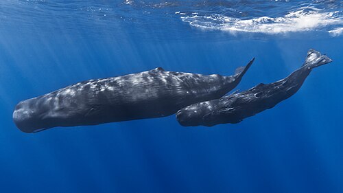 Sperm whale, mother baby