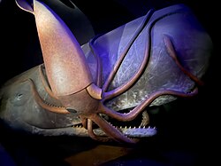 Sperm whale, giant squid diorama american museum natural history