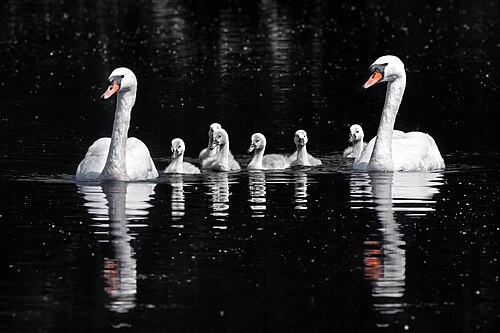 Mute swan (Cygnus olor), cygnets