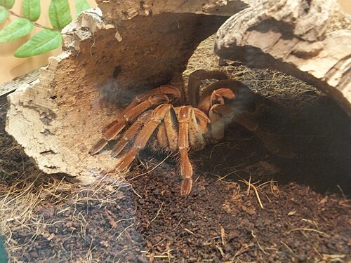 Goliath birdeater (Theraphosa blondi), spiders genova
