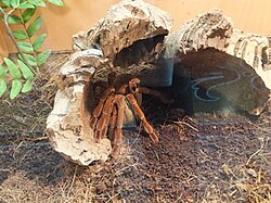 Goliath birdeater, spiders genova