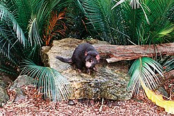 Tasmanian devil (Sarcophilus harrisii), auckland zoo