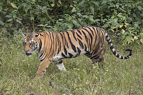 Tiger (Panthera tigris), bengal female crop