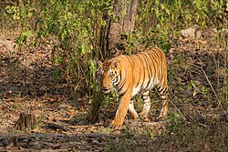 Tiger, sub adult dhawajhandi cub