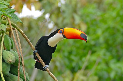 Toco toucan (Ramphastos toco), papaya tree carica papaya