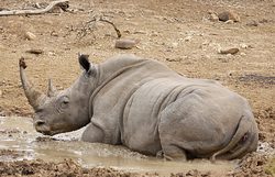 White rhinoceros, or square lipped
