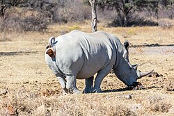 White rhinoceros, rinoceronte blanco santuario de rinocerontes khama botsuana dd