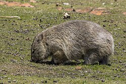 Wombat, common tasmaniensis maria island