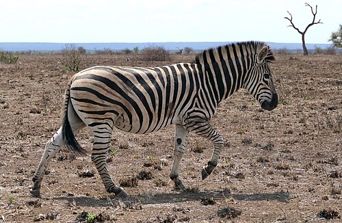 Zebra (Equus quagga), plains stallion