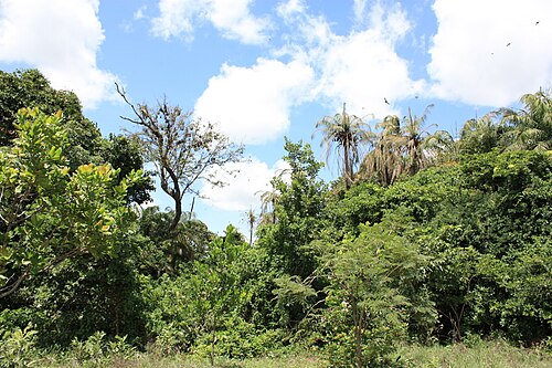 Landscape in Burkina Faso, coccinelle sur plante herbacée en milieu naturel au