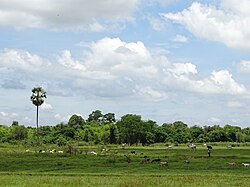 Landscape in Cambodia, rural scene koh paen island kampong cham