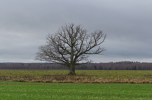 Landscape in Latvia
