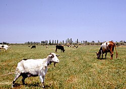 Landscape in Uzbekistan, hammondtashkentfarm