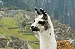 Machu Picchu, perú dd pan